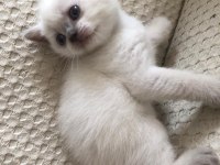 Blue point beyaz british shorthair