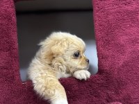 2 aylık dişi longhair chihuahua
