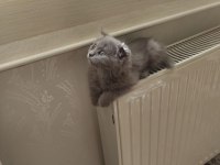 Blue Point British Longhair