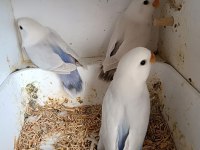 Yavru ve yetişkin sevda papağanı