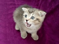 British shorthair