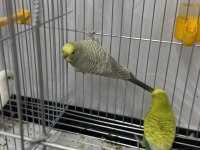 Ele alıştırmalık uyguna muhabbet kuşu
