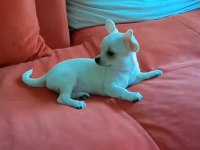 Son 3 chihuahua yavrum