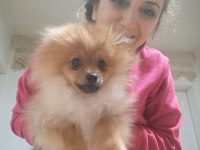 Tüm aşıları yapılı ve Tuvalet eğitimli 5 aylık pomeranian