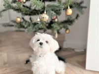 Safkan mini Bembeyaz kartanesi Maltese bebekler