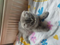 Sakin uysal ve sevecen scottish fold safkan