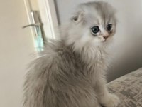 SAFKAN ERKEK KEDİMİZ