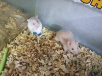 Oyuncu hamster yavruları