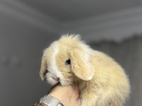 Veteriner Hekimden Hollanda lop mini lop ve cüce tavsan