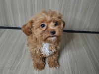 4 aylık dişi maltipoo