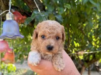 Maltipoo Babyface Yavrularımız