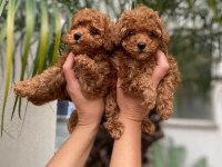 Toy Poodle yavrularımız