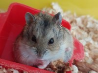 Son yavru gonzales hamster