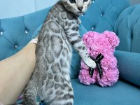 Faturalı Silver Bengal Yavruları