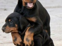 Güç Hız Ve Asalet Dobermanlar