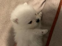 Sevimli pomeranian KIZIM SÜPER KALİTE