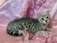 Silver Bengal Kedisi Yavrular