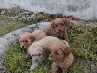 Kilo Ve Boy Garantili Maltipoo Yavrular İstanbul
