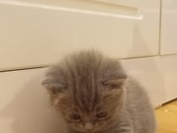 3 aylık british shorthair yavru kedimiz