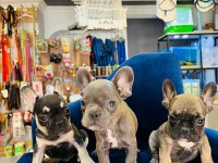3 adet bulldog yavru