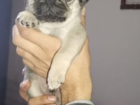 Pug Köpeğimiz İçin Ararsanız Sevinirim