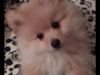 4 aylık pomeranian spitz