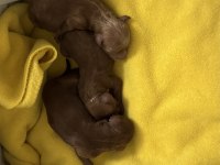Yavru a kalite 2 dişi ve 1 erkek yavru poodle