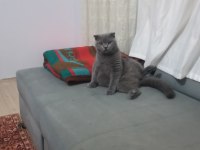 British shorthair 7 aylık
