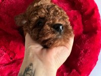 EVİMİZDEN TOY POODLE BEBEKLERİMİZ