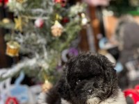Party color toy poodle