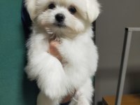 Maltese 3 aylık