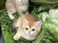 British Shorthair NY12 GOLDEN