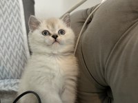 british shorthair yavru