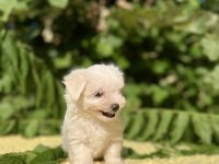 Kar Beyaz Maltese Terrier Yavrular
