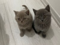 A KALİTE SON 2 YAVRU BRİTİSH SHORTHAİR