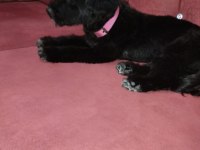 Babası 1.8 kg kore anne Malta terrier yavrular