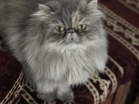 Güzel persian kızım