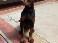 4.5 AYLIK DÜNYA TATLISI SAF KAN DOBERMAN KIZIM HERA