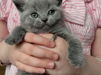 British Shorthair Yavruları