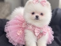 Kar Beyaz Pomeranian Boo Ayi Surat Rezerve Acik