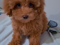 Teddy bear surat yavru poodle