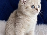 British shorthair silver yavrular