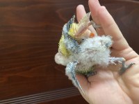 El Besleme Cennet Papağanı Bebekler