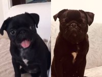SAHİBİNDEN ÜCRETLİ DİŞİ PUG DAHA BİR YAŞINDA