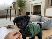 Morkie teacup çanta boy
