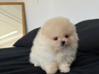 TEDDY BEAR POMERANİAN YAVRULARI