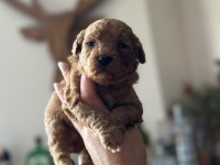 Irk Garantili Toy Poodle Bebekler