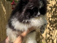 Pomeranian boo bicolor erkek uygun