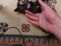 Çalıştığımdan kızıma (dişi kedime) bakamıyorum