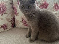 British Shorthair 8 Aylık